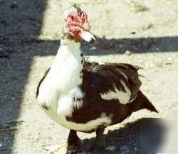 Muscovy duck hatching eggs ( set of 4 ) presale