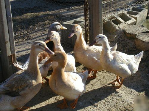 12 duck hatching eggs rare breeds purebred saxony