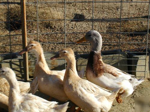 12 duck hatching eggs rare breeds purebred saxony