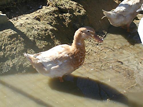 12 duck hatching eggs rare breeds purebred saxony