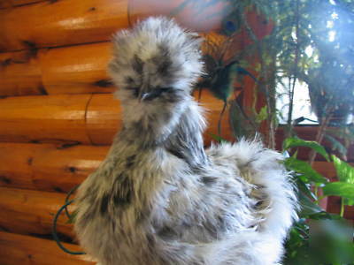 12+ sq silkie hatching eggs