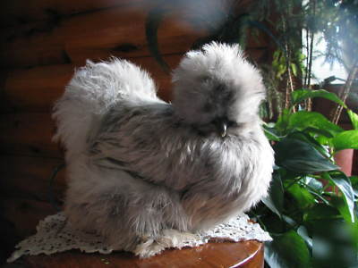 12+ sq silkie hatching eggs