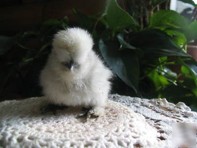 12+ sq silkie hatching eggs