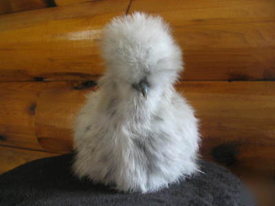 12+ sq silkie hatching eggs