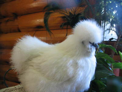 12+ sq silkie hatching eggs