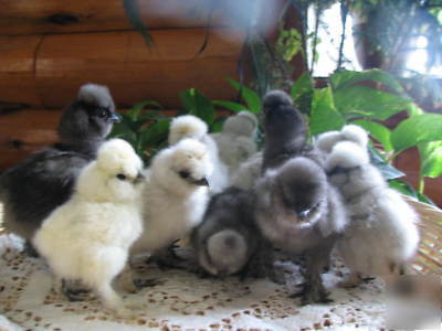 12+ sq silkie hatching eggs