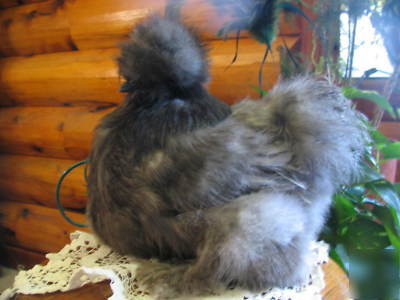 12+ sq silkie hatching eggs