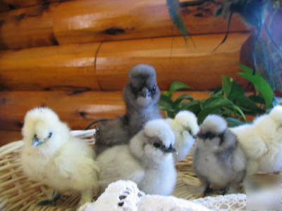 12+ sq silkie hatching eggs