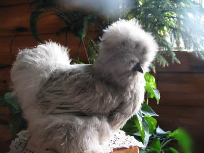 12+ sq silkie hatching eggs