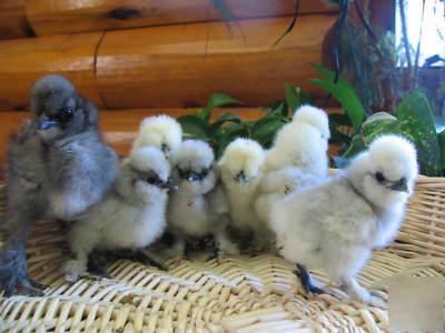 12+ sq silkie hatching eggs