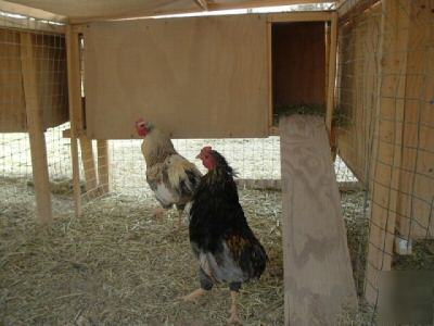 6 tufted araucana hatching eggs blue & red rooster