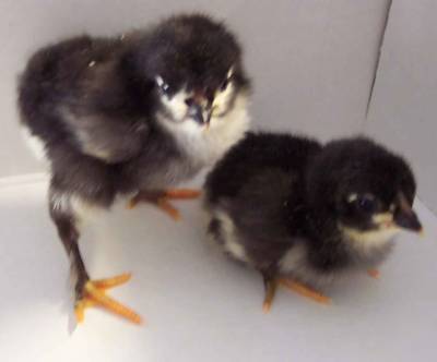 15+ black copper marans chicken hatching eggs maran