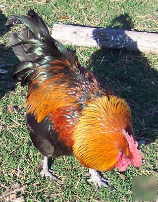 15+ black copper marans chicken hatching eggs maran