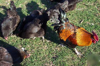 15+ black copper marans chicken hatching eggs maran