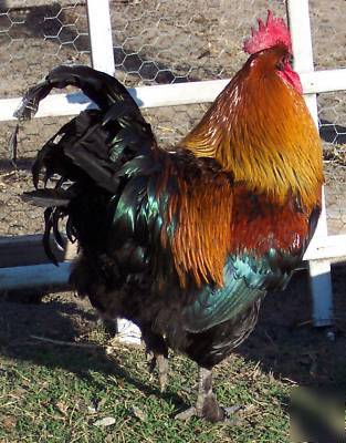 15+ black copper marans chicken hatching eggs maran