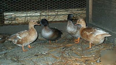 6 hatching eggs.... buff pastel call ducks...sweet 