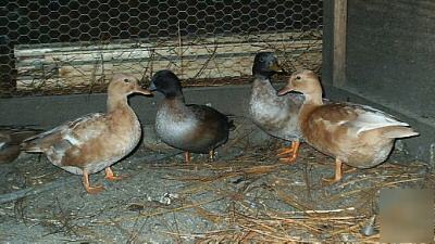 6 Hatching Eggs Buff Pastel Call Ducks sweet 6 Hatching Eggs Buff Pastel Call Ducks sweet