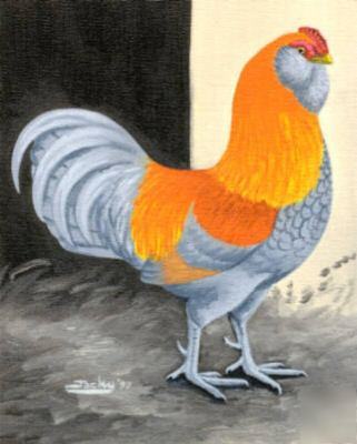 12 ameraucana fertile blue hatching eggs for incubator
