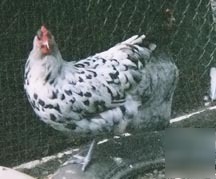 20 nic&dark hatching rare splash & blue marans eggs-tx