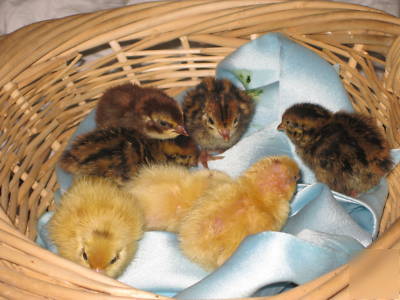 50 + assorted coturnix hatching eggs