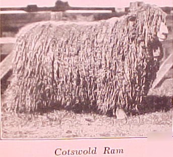 1936 sheep book farm farming wool breeding butchering++