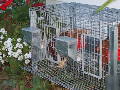 Mini chicken coop you can keep chickens in your backyar