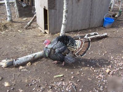 6 wild turkey eggs 