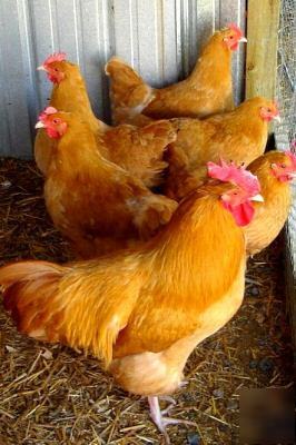  6 pk buff orpington hatching eggs pure bred 