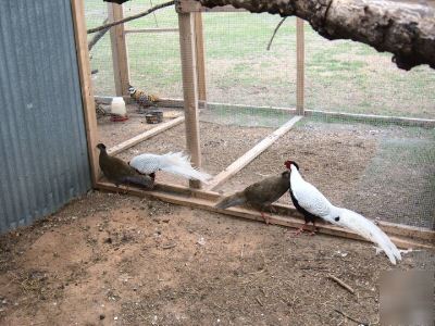 Silver pheasant hatching eggs + bonus