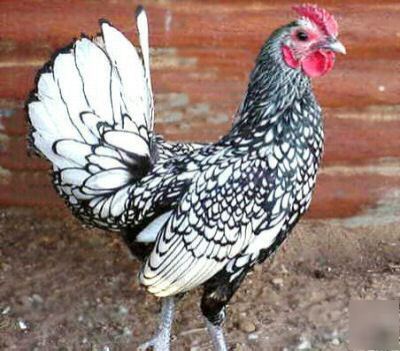 6+ silver sebright bantam hatching eggs