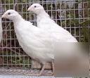 White bobwhite quail hatching eggs incubator ready 