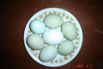 Bantam aracauna/americauna hatching eggs