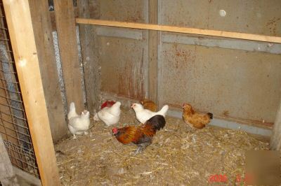 Bantam aracauna/americauna hatching eggs