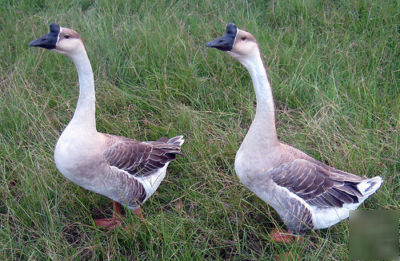 Chinese geese hatching 3 eggs, laid now..