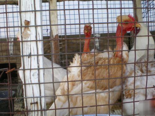 6 turken/silkie mix chicken hatching eggs