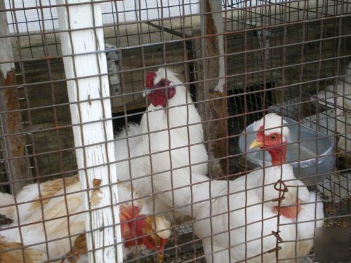 6 turken/silkie mix chicken hatching eggs