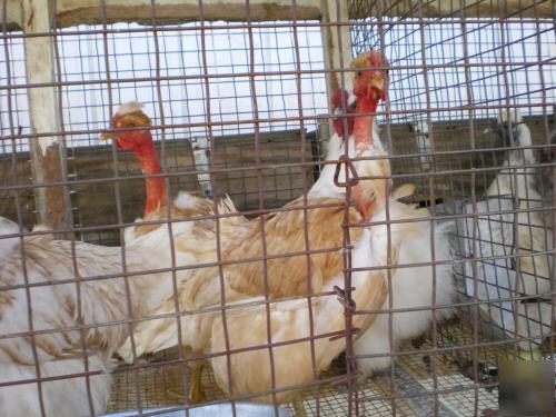 6 turken/silkie mix chicken hatching eggs