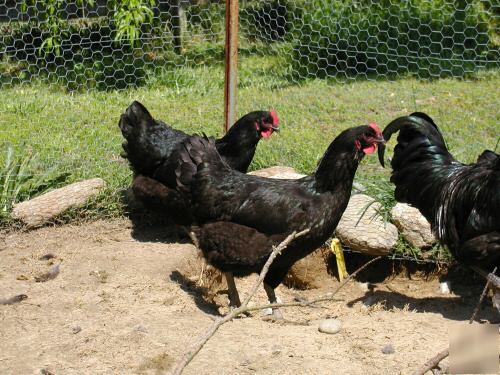 12 black jersey giant hatching eggs rare breed heritage