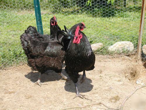 12 black jersey giant hatching eggs rare breed heritage