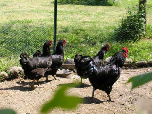 12 black jersey giant hatching eggs rare breed heritage