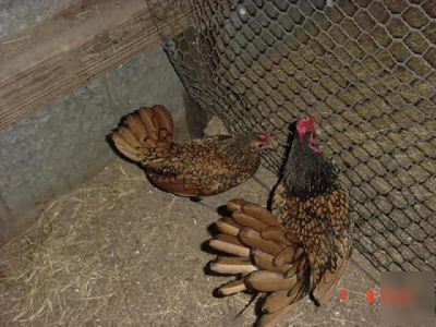 Golden sebrights - fertile eggs hatching bantams