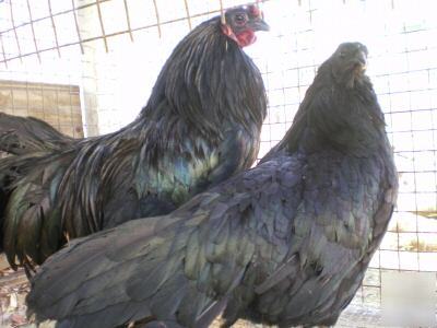 6 black sumatra chicken hatching eggs