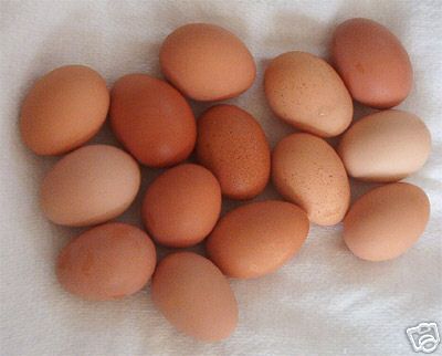 24+ extras dark brown hatching chicken eggs free ship