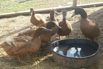 8 + khaki campbell duck hatching eggs fresh purebred