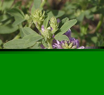 Alfalfa common seeds 
