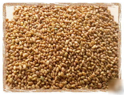 Alfalfa common seeds 