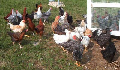 6+ extras dark brown hatching chicken eggs free ship